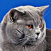 Изображение без названия